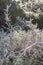 Frosted winter thorn bush landscape