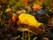 Frosted yellow leaf in Autumn