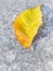 Frosts and fallen birch leaf on pavement