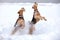 Frosty Airedale Terrier Dogs