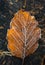Frosty autumn leaf background
