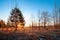 Frosty autumnal morning nature scene with trees