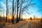 Frosty autumnal morning nature scene with trees