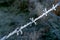 Frosty barbed wire, green natural environment background.