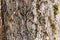 Frosty bark of old aspen tree