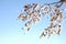 Frosty basswood blossoms at winter