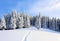 On a frosty beautiful day among high mountains are magical trees covered with white fluffy snow against the magical landscape.