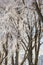 Frosty beech trees