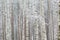 Frosty birch forest