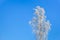 Frosty birch tree. Empty blue sky for copy space