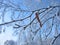 Frosty birch twigs with catkins