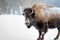 Frosty Bison