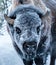 Frosty bison face
