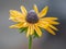 A Frosty Black-eyed Susan