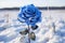 Frosty Blue rose field in snow. Generate Ai