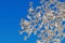 Frosty branch against blue sky in sunny winter day