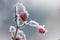 Frosty branch of wild rose with berries on a blurred background_