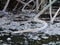 Frosty Cattail on a Frozen Swamp