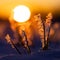 Frosty Dawn: Nature\\\'s Icy Embrace in Early Spring