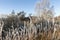 Frosty Fire-weed on the River Spey in Scotland.