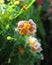 Frosty flower. Autumn