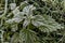 Frosty frozen nettle, a species of urticaria of the genus Urtica dioica in the family Urticaceae. Perennial herbaceous plant herba