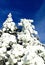 Frosty frozen pines in Southern Vermont against vibrant blue sky