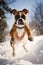 Frosty Fury: A Dynamic Portrait of a Boxer Bullpup in the Snow