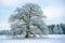 A Frosty Grand Old Oak