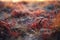 Frosty grass in the autumn morning,  Shallow depth of field