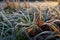 frosty grass blades creating a natural texture