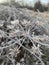 Frosty grasses on a frosty morning