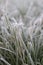 Frosty grasses in winter season