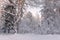 Frosty Landscape In Snowy Forest.Winter Forest Landscape. Beautiful Winter Morning In A Snow-Covered Birch Forest. Snow Covered Tr