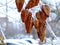 Frosty Lantern tree detail with rusty brown seed pods