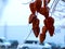 Frosty Lantern tree detail with rusty brown seed pods