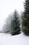 Frosty larch and spruce trees at winter in Finland on sky background.