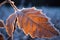 frosty leaf edges on a winter morning