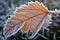 frosty leaf edges on a winter morning