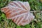 Frosty leaf and grass