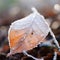 A frosty leaf on the ground with water droplets, AI