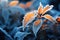 Frosty leaves of a plant on a winter