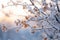 frosty leaves on a tree branch at sunset