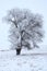 Frosty Lonely Cottonwood In The Field