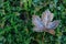 Frosty maple leaf on green grass