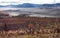 Frosty Morning Autumn View in Denali National Park