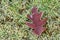 Frosty morning, dead oak leaf on green grass and moss, as a nature background