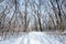 Frosty morning in the forest.