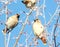 Frosty morning in the forest with birds. Cold winter.