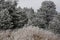 Frosty morning in the Rocky Mountains